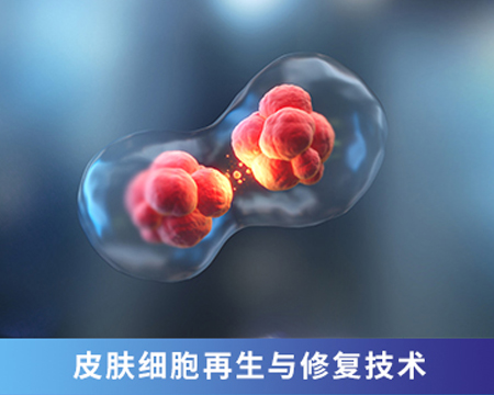 皮膚細(xì)胞再生與修復(fù)技術(shù)